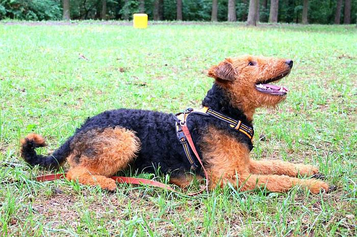 Иллюстрация к книге — Хорошая собака плохой породы не бывает [i_086.jpg]