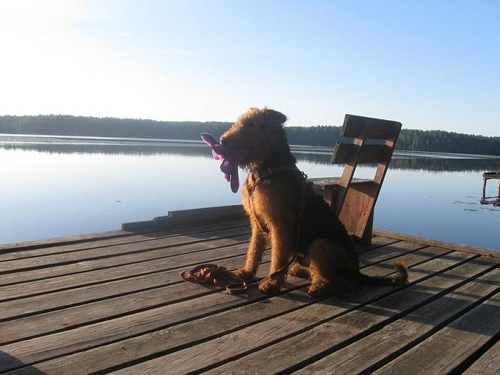 Иллюстрация к книге — Хорошая собака плохой породы не бывает [i_087.jpg]