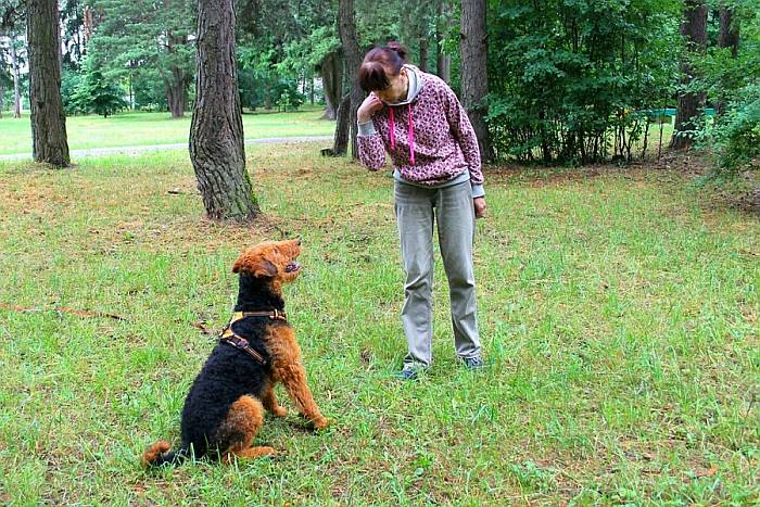 Иллюстрация к книге — Хорошая собака плохой породы не бывает [i_089.jpg]