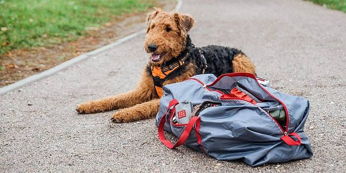 Иллюстрация к книге — Хорошая собака плохой породы не бывает [i_092.jpg]