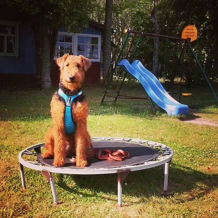 Иллюстрация к книге — Хорошая собака плохой породы не бывает [i_093.jpg]