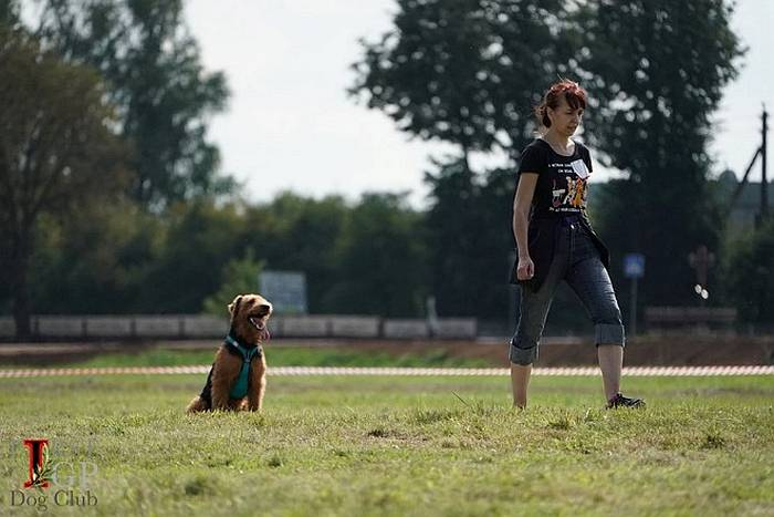 Иллюстрация к книге — Хорошая собака плохой породы не бывает [i_098.jpg]