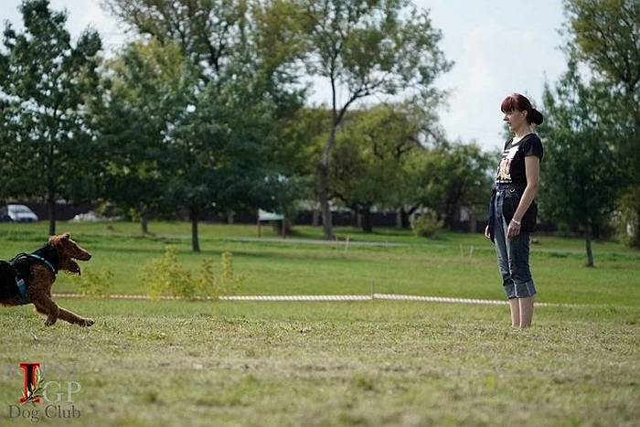 Иллюстрация к книге — Хорошая собака плохой породы не бывает [i_102.jpg]