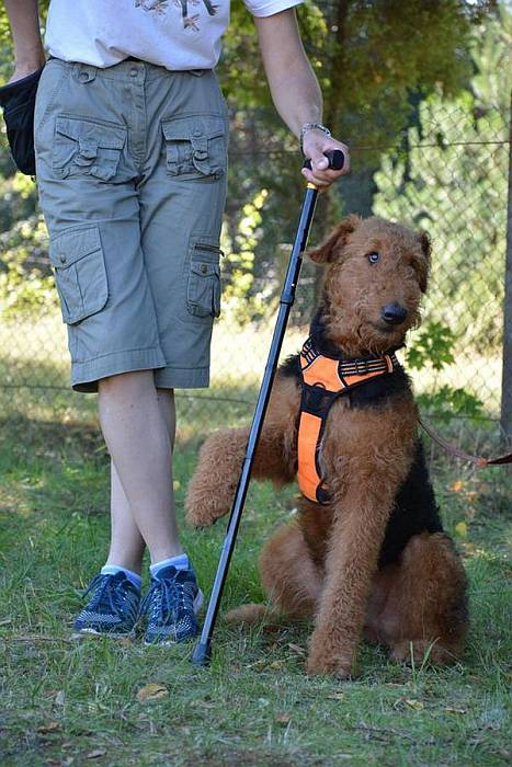 Иллюстрация к книге — Хорошая собака плохой породы не бывает [i_106.jpg]