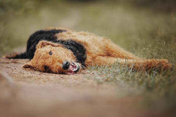 Иллюстрация к книге — Хорошая собака плохой породы не бывает [i_107.jpg]