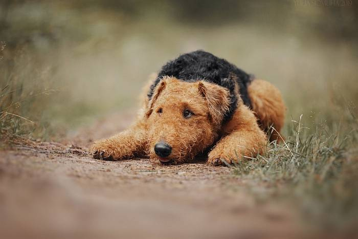 Иллюстрация к книге — Хорошая собака плохой породы не бывает [i_108.jpg]