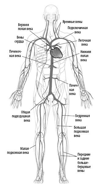 Иллюстрация к книге — Взламывая анатомию [image105.jpg]