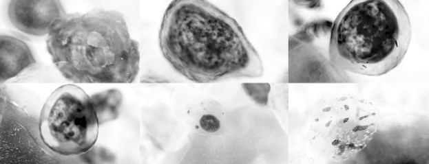 Иллюстрация к книге — Взламывая анатомию [image111.jpg]