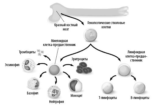 Иллюстрация к книге — Взламывая анатомию [image112.jpg]