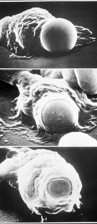 Иллюстрация к книге — Взламывая анатомию [image114.jpg]