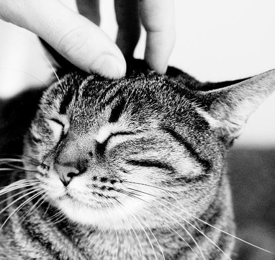 Иллюстрация к книге — Взламывая анатомию [image136.jpg]