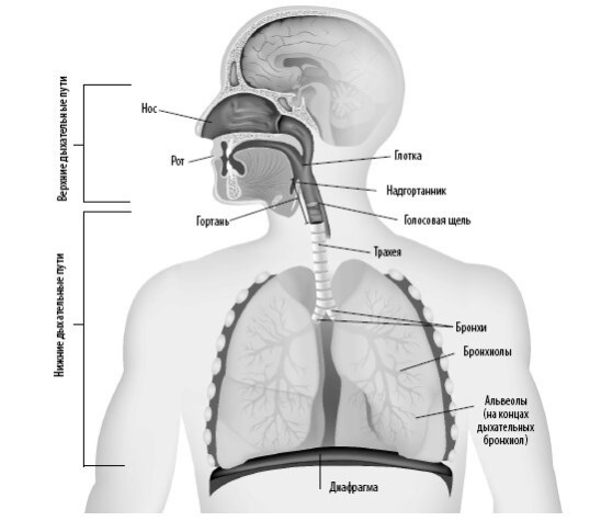 Иллюстрация к книге — Взламывая анатомию [image139.jpg]