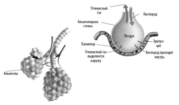 Иллюстрация к книге — Взламывая анатомию [image145.jpg]