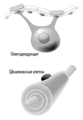 Иллюстрация к книге — Взламывая анатомию [image153.jpg]