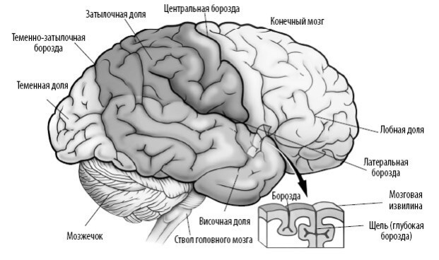 Иллюстрация к книге — Взламывая анатомию [image159.jpg]