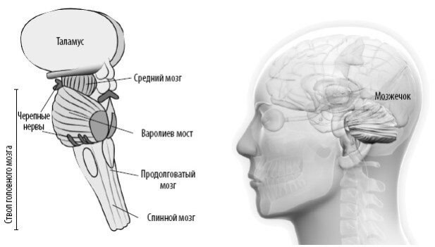 Иллюстрация к книге — Взламывая анатомию [image161.jpg]