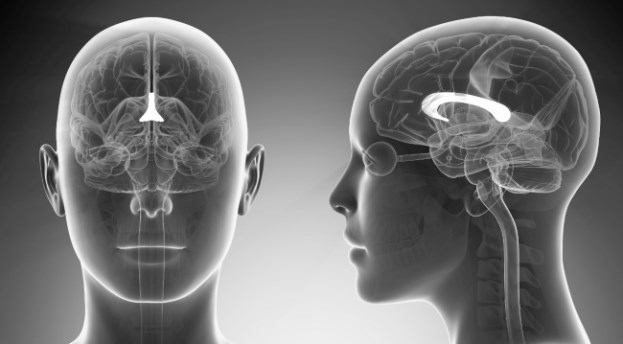 Иллюстрация к книге — Взламывая анатомию [image171.jpg]