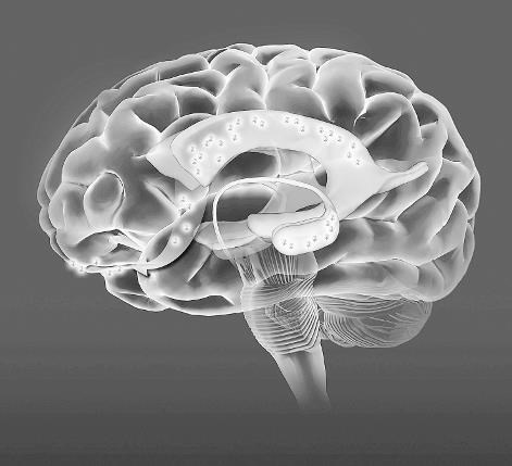 Иллюстрация к книге — Взламывая анатомию [image172.jpg]