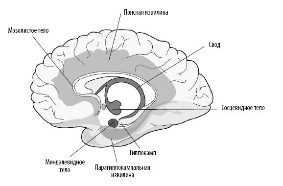 Иллюстрация к книге — Взламывая анатомию [image176.jpg]