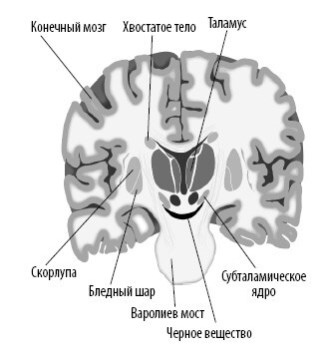 Иллюстрация к книге — Взламывая анатомию [image178.jpg]