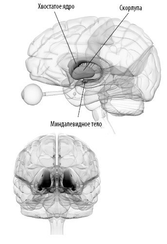 Иллюстрация к книге — Взламывая анатомию [image179.jpg]