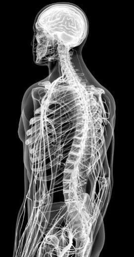 Иллюстрация к книге — Взламывая анатомию [image181.jpg]