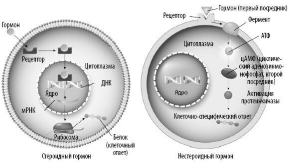 Иллюстрация к книге — Взламывая анатомию [image192.jpg]