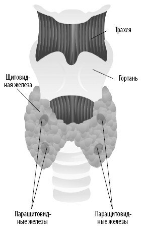 Иллюстрация к книге — Взламывая анатомию [image195.jpg]