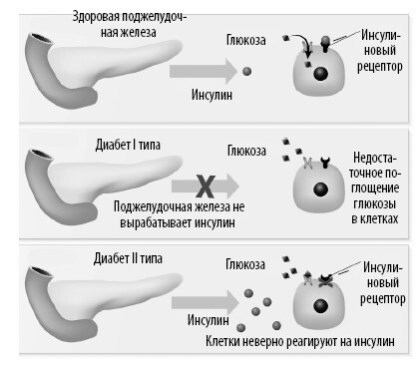 Иллюстрация к книге — Взламывая анатомию [image196.jpg]