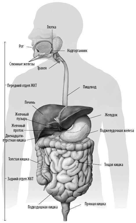 Иллюстрация к книге — Взламывая анатомию [image201.jpg]