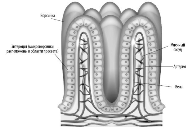 Иллюстрация к книге — Взламывая анатомию [image209.jpg]