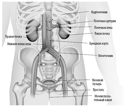 Иллюстрация к книге — Взламывая анатомию [image213.jpg]