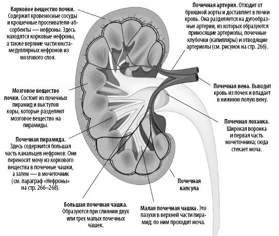 Иллюстрация к книге — Взламывая анатомию [image214.jpg]