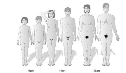 Иллюстрация к книге — Взламывая анатомию [image228.jpg]