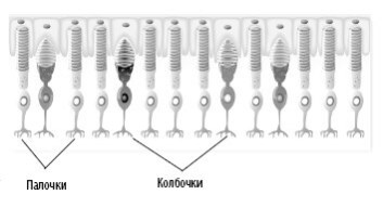 Иллюстрация к книге — Взламывая анатомию [image26.jpg]