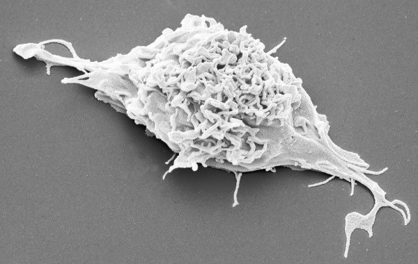 Иллюстрация к книге — Взламывая анатомию [image30.jpg]