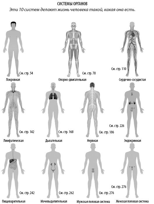 Иллюстрация к книге — Взламывая анатомию [image32.jpg]