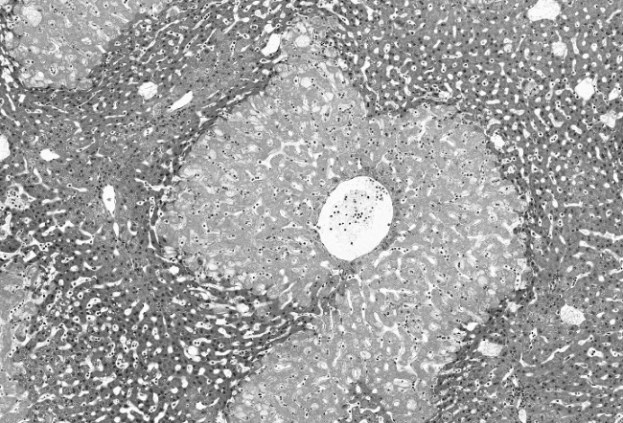 Иллюстрация к книге — Взламывая анатомию [image34.jpg]