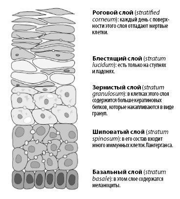 Иллюстрация к книге — Взламывая анатомию [image39.jpg]