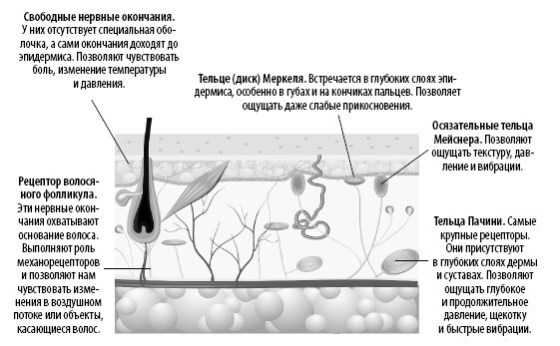 Иллюстрация к книге — Взламывая анатомию [image43.jpg]