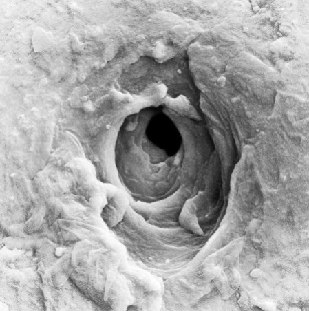 Иллюстрация к книге — Взламывая анатомию [image44.jpg]