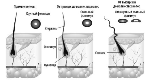 Иллюстрация к книге — Взламывая анатомию [image51.jpg]