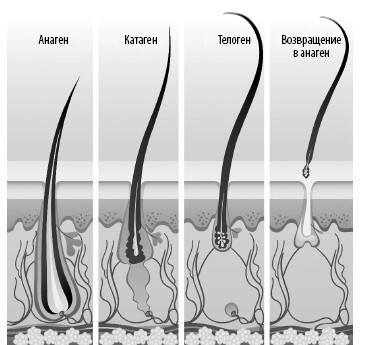 Иллюстрация к книге — Взламывая анатомию [image52.jpg]