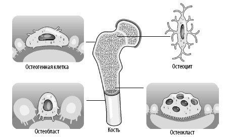 Иллюстрация к книге — Взламывая анатомию [image63.jpg]