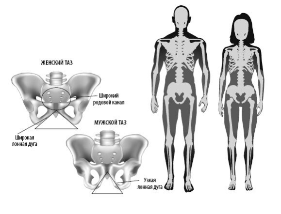 Иллюстрация к книге — Взламывая анатомию [image68.jpg]