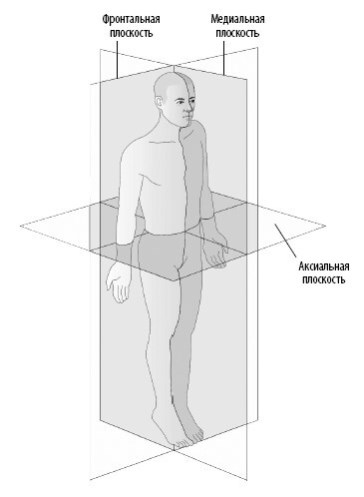 Иллюстрация к книге — Взламывая анатомию [image7.jpg]
