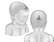 Иллюстрация к книге — Взламывая анатомию [image72.jpg]