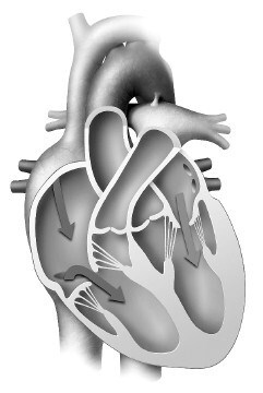 Иллюстрация к книге — Взламывая анатомию [image96.jpg]