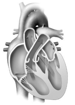 Иллюстрация к книге — Взламывая анатомию [image97.jpg]