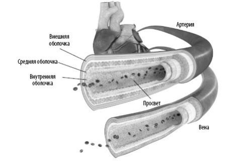 Иллюстрация к книге — Взламывая анатомию [image99.jpg]